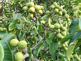 Some fruits are borderline and difficult to categorize. Chandler Walnut Tree Waltree Nursery Turkey
