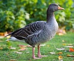Apprenez le nom du mâle, de la femelle et le nom du petit d'un animal quelconque ainsi que leur cri. Oie Cendree Wikipedia