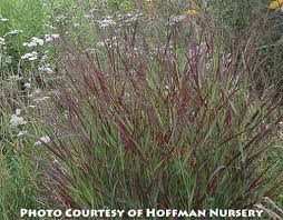 Image result for Panicum