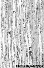 Image result for Brachylaena huillensis