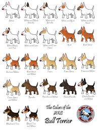 Bull Terrier Colors Animales Bull Terrier Puppy Bull