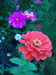 Zinnia And Cosmos Zinnias Flowers My Flower