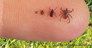 It S Tick Season Be Prepared With These Tick Prevention Tips Tick Repellent Flea Repellent Natural Tick Repellent