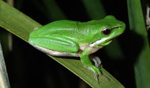 The office communicates well, letting me know if there are any changes to schedule or personnel, and they do their best to keep the same tech on my account from week to week. How To Make Your Backyard Frog Friendly