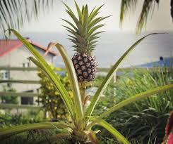 Ananas Ananas Entretien Arrosage Rempotage
