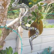 Hewan yang hidup di semak dan hutan ini, sering menyatroni ladang petani dimalam hari. Ular Halau Monyet