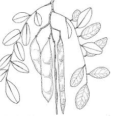 Image result for Pericopsis