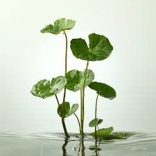 Image result for Centella asiatica
