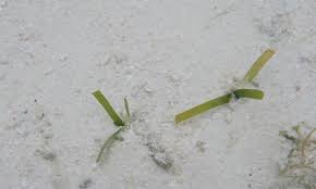 Image result for Thalassia hemprichii