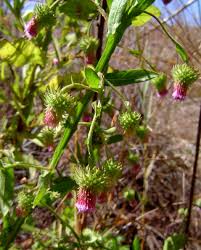 Image result for Laggera crispata