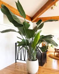 White Bird Of Paradise Plants For Sale Plant Decor Indoor Birds Of Paradise Plant Plant Decor Fopamtri artificial bird of paradise plant fake tropical palm tree for indoor outdoor, perfect faux plants for home garden office store decoration, 5 feet. plant decor indoor birds of paradise