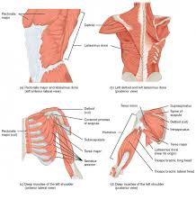 7 draw labelled diagram showing the relations of shoulder joint. Muscles Of The Pectoral Girdle And Upper Limbs Anatomy And Physiology