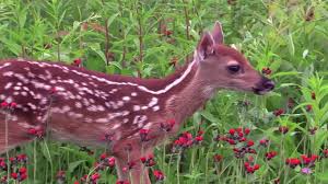 Baby Deer The Wildlife Center Of Virginia