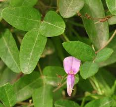 Image result for Galactia