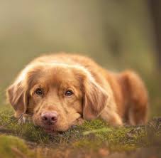 Their powerful yet compact build enables them to rush around tirelessly, leaping and retrieving with tail always wagging. Nova Scotia Duck Tolling Retriever Dog Photography Puppy Hunde Fotos Hundefotos Retriever Welpen