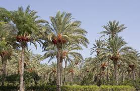 We did not find results for: Biomass Potential Of Date Palm Wastes Ecomena