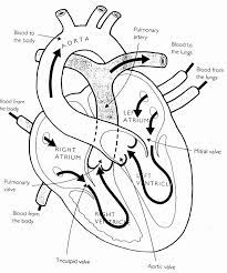 Its a great supplement to your childs anatomy studies. Pin On Vidini Radovi