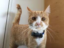 Mit dem tractive gps tracker finden sie ihren vierbeiner mit nur einem klick. Angefutterte Katzen Fahndung Mittels Gps Halsband Steiger Legal