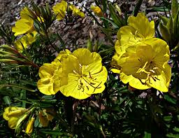 Image result for Onagraceae