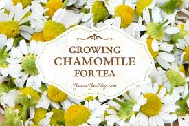 The romans used chamomile for incense. Growing Chamomile For Tea