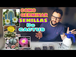 Los cactus son plantas suculentas pertenecientes a la familia de las cactáceas. Como Germinar Semillas De Cactus Y Suculentas How To Germinate Cactus Seeds Youtube