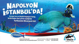 avrupa nin en buyuk napolyon baligi turkuazoo da avrupa kopekbaliklari ense