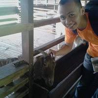 Kandang yang nyaman akan memberikan output yang lebih. Kandang Kambing Ladang Kongsi 1 Upmkb