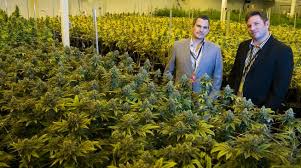 No one believed in cannabis back then. I did.”