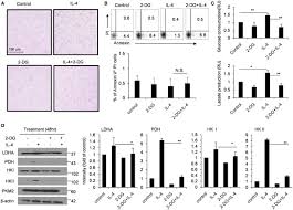 • the glycolytic pathway describes the oxidation of glucose to pyruvate with the in eukaryotes, glycolysis takes place in the cytosol • glycolysis is anaerobic; Frontiers 2 Deoxy D Glucose Treatment Decreases Anti Inflammatory M2 Macrophage Polarization In Mice With Tumor And Allergic Airway Inflammation Immunology