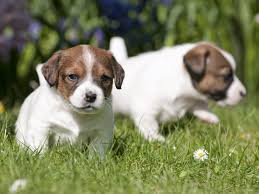 Dami ein hund ruhig wird, muss man ihm ruhe beibringen. Welpenerziehung Die Besten Tipps