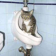 Home Inspection Nightmares Viii Cat Facts Cats Cool Cats