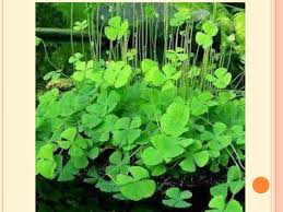 Image result for Marsilea aegyptiaca