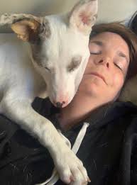 Are Heelers an affectionate breed?