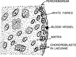 It is a strong and nonflexible tissue. Describe The Structure Of Cartilage And Bone From Science Tissues Class 9 Cbse