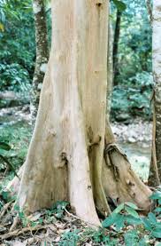 Image result for Falkia oblonga