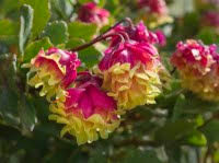 Image result for Kalanchoe manginii