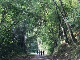 Haiking to the top of kledang hill for view the marvelous views of ipoh. Bukit Kledang Lokasi Tumpuan Joging Terus Ditutup