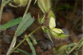Image result for Crotalaria calycina