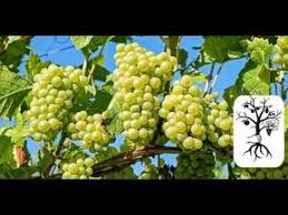 I Pinimg Com 474x E8 67 5c E8675c52dbd7e759ff5f