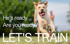 This is your complete guide to training a happy and obedient puppy, with expert advice and clear instructions for new puppy parents. Labrador Training The Labrador Site