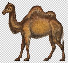 Is a camel a mammal? Dromedary Circus Camel Camel Mammal Animals Fauna Png Klipartz