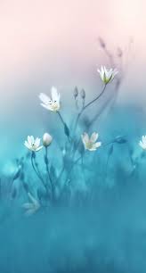 Pin De Hana Kim En Flowers Fondos De Pantalla Naturaleza Ideas De Fondos De Pantalla Paisaje De Fantasia