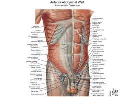 It also continues over the spermatic cord into the scrotum, becoming continuous with the fascia of the perineum. Abdominal Muscles Anatomy Chart Mozar