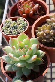 多肉控 2014春節最佳活動 買肉去 planting succulents cacti and succulents succulent gardening