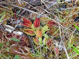 Venus flytraps are temperate plants and in autumn, the plant gets smaller as it prepares for winter dormancy. Buyer Beware Do Not Buy Poached Venus Flytrap Plants U S Fish Wildlife Service