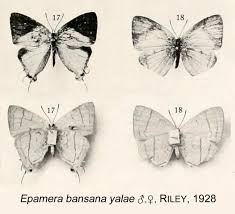 Image result for Englerina woodfordioides