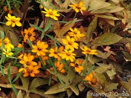 Image result for Dolichos angustifolius