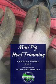 pin on the mini pig farrier blogs