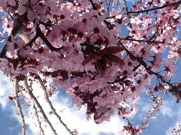 A las 10:37 y 27 segundos de hoy, según marca. Empieza La Primavera En La Sierra Norte De Madrid