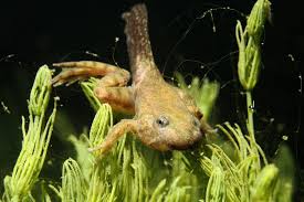 Parc naturel régional de Lorraine et Association Faune et Flore Aquatiques  de Lorraine